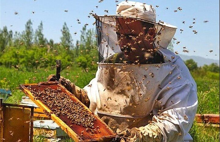عسل زنبورداران مناطق عشایری کهگیلویه روانه بازار شد