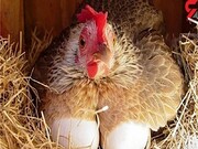 پیری گله مرغان تخمگذار خراسان رضوی موجب کاهش تولید شد