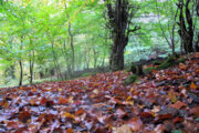 Naturaleza otoñal en Rezvanshahr