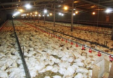 سه هزار مرغ تخمگذار در فردوس به علت قطع برق تلف شدند