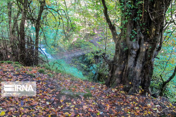 Beautés d'automne dans les forêts de Rezvanshahr (nord d’Iran)