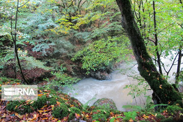 Beautés d'automne dans les forêts de Rezvanshahr (nord d’Iran)