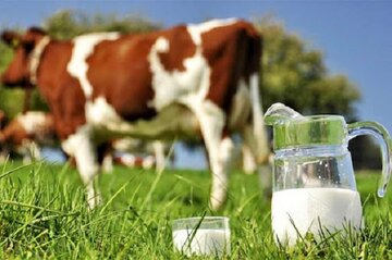 ۸۵ درصد شیر آذربایجان غربی در دامداری های سنتی تولید می‌شود