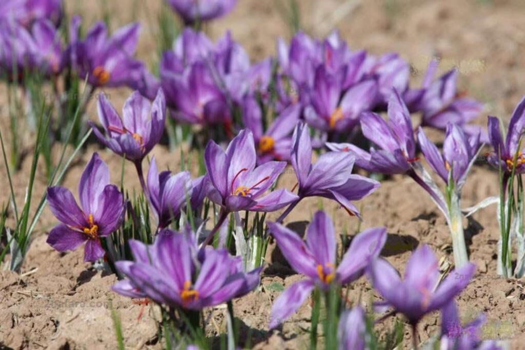 ۵۰ کیلوگرم زعفران در بروجرد برداشت شد