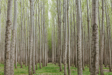 زراعت چوب در ۷۲۰ هکتار از اراضی ملی خراسان شمالی اجرا می‌شود