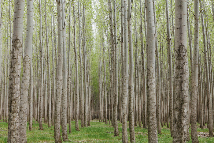 زراعت چوب در ۷۲۰ هکتار از اراضی ملی خراسان شمالی اجرا می‌شود