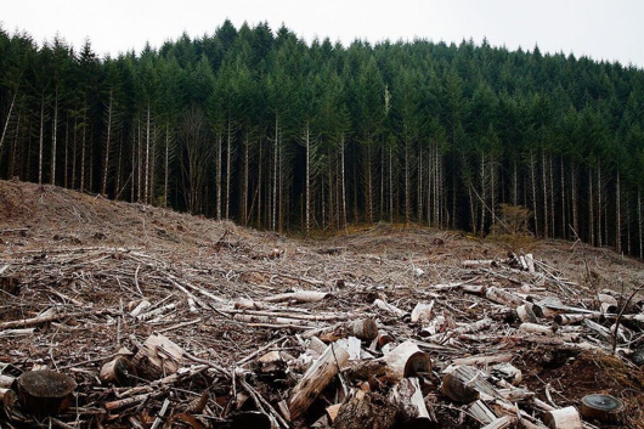 اتحادیه اروپا واردات غذا و چوب از مناطق جنگل‌زدایی شده را ممنوع می‌کند