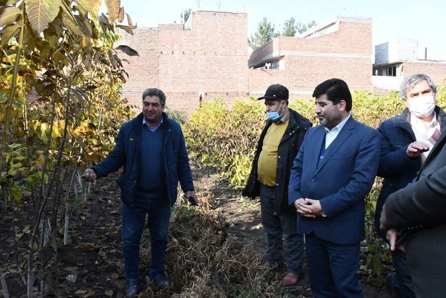 آذربایجان شرقی ۵۰ هزار اصله نهال به ارمنستان و گرجستان صادر کرد