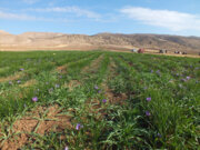 خشکسالی ۶۰۰ میلیارد ریال به زعفرانکاران جغتای خراسان رضوی خسارت زد