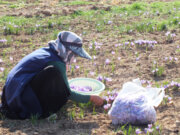 ۱۵۰ کیلوگرم زعفران از مزارع کنگاور برداشت شد