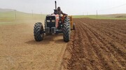 کشاورزی قراردادی در ۴۵ هزار هکتار از مزارع گندم کردستان اجرایی شد
