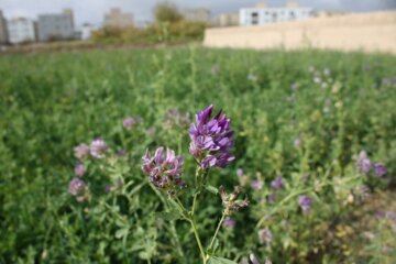 کوچه باغ راه انجیلا سمنان