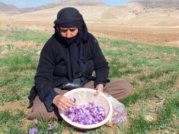 Kermanşah ilinde Safran hasadı