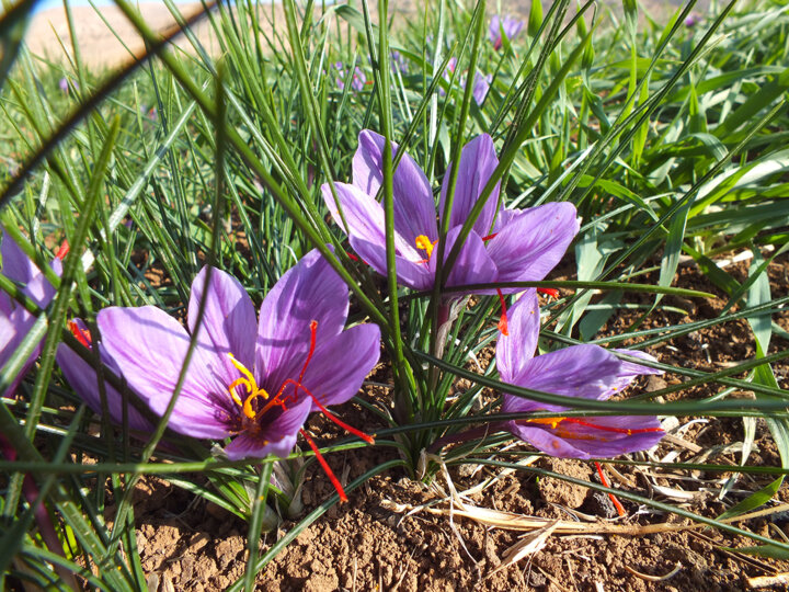 اصلاح الگوی کشت، ناجی زمینِ بحرانزده از کمآبی