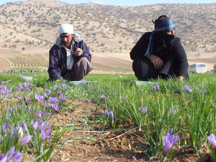 بازار طلای سرخ ایران و ضرورت جلوگیری از خامفروشی