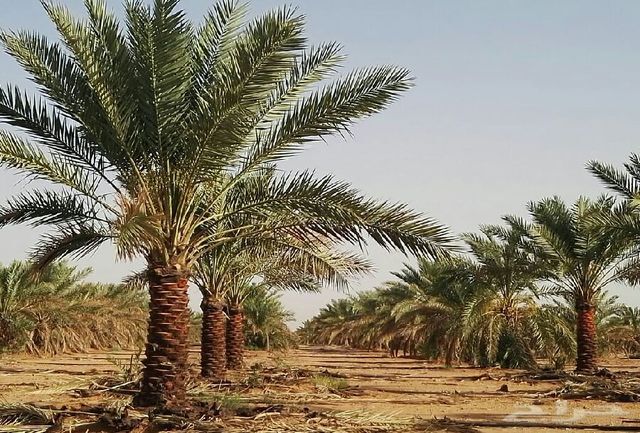 سومین جشنواره نخل و آفتاب در  شهرستان خور و بیابانک آغاز به کار کرد