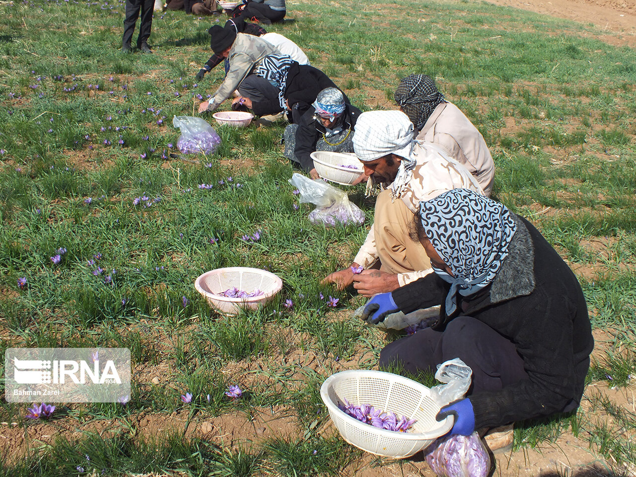 ۳۰۰ تشکل تعاونی روستایی مشغول خدمت‌رسانی به روستاییان کرمانشاه هستند