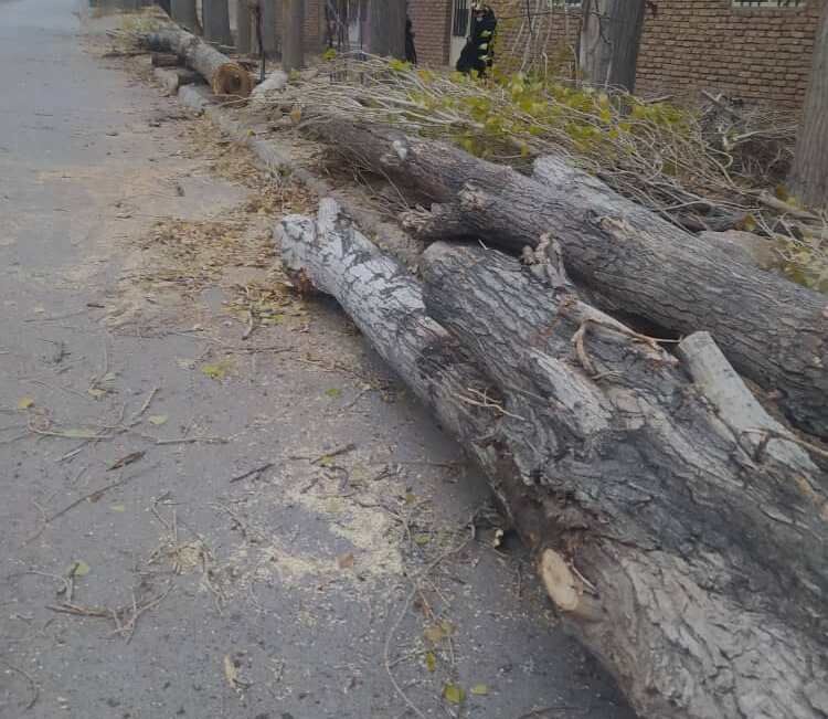 قطع سپیدارهای ۷۰ ساله در «سِکُنج» کرمان