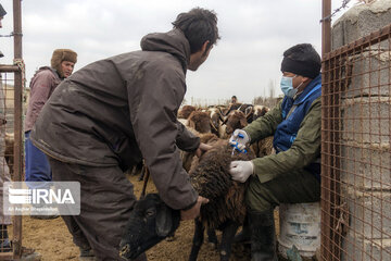 بیش از ۳۲ هزار راس دام در کنگاور علیه بیماری تب برفکی ایمن‌سازی شد