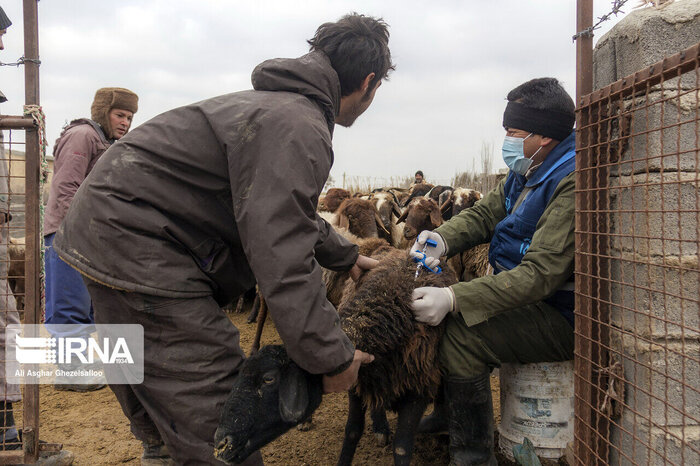 موردی از آنفلوآنزای فوق حاد پرندگان در گنبد مشاهده نشد