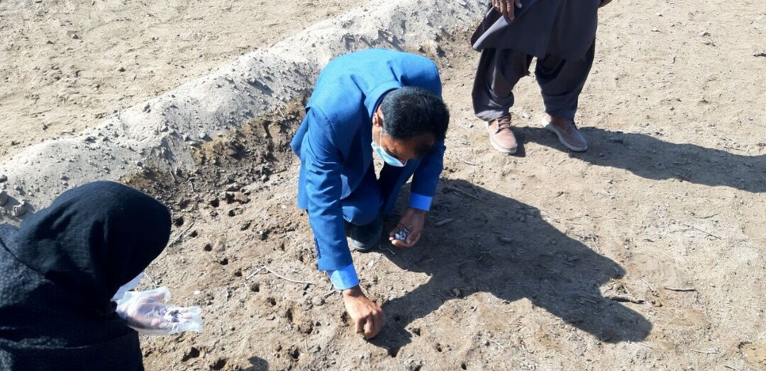 عشقی که برای خروج از تک‌محصولی در ریگان کاشته می‌شود