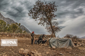 Les chênes de Zagros, un élément-clé dans la cuisine et la médecine locale