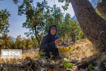 Les chênes de Zagros, un élément-clé dans la cuisine et la médecine locale