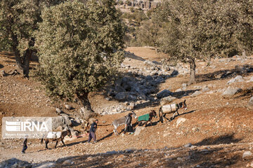 Les chênes de Zagros, un élément-clé dans la cuisine et la médecine locale