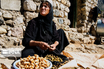 Les chênes de Zagros, un élément-clé dans la cuisine et la médecine locale