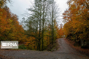 L’automne dans la forêt de Makarood dans le nord de l’Iran 