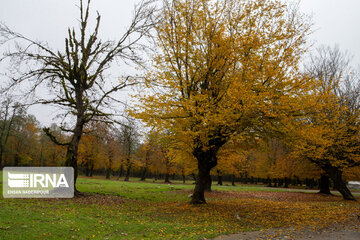 L’automne dans la forêt de Makarood dans le nord de l’Iran 