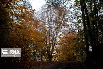 L’automne dans la forêt de Makarood dans le nord de l’Iran 