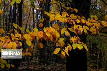 L’automne dans la forêt de Makarood dans le nord de l’Iran 