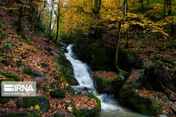 L’automne dans la forêt de Makarood dans le nord de l’Iran 