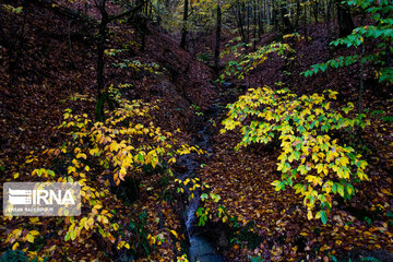 L’automne dans la forêt de Makarood dans le nord de l’Iran 