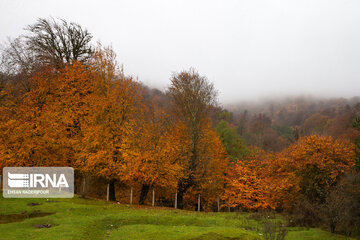 L’automne dans la forêt de Makarood dans le nord de l’Iran 