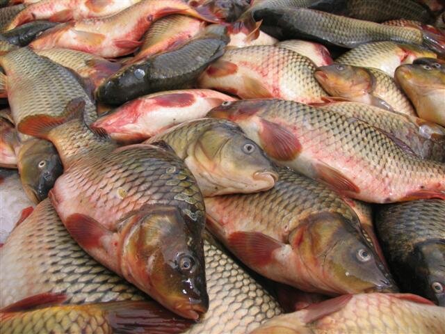 رونق بازار ماهی دریایی مازندران با کپورهای درشت/قیمت بدون تغییر نسبت به پارسال