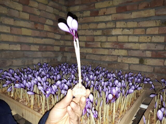 کشت گلخانه ای زعفران فرصتی برای خود اشتغالی در آذربایجانغربی