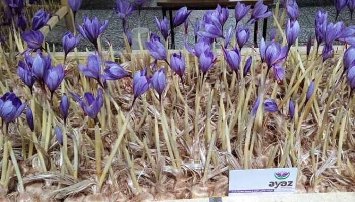 کشت گلخانه ای زعفران فرصتی برای خود اشتغالی در آذربایجانغربی