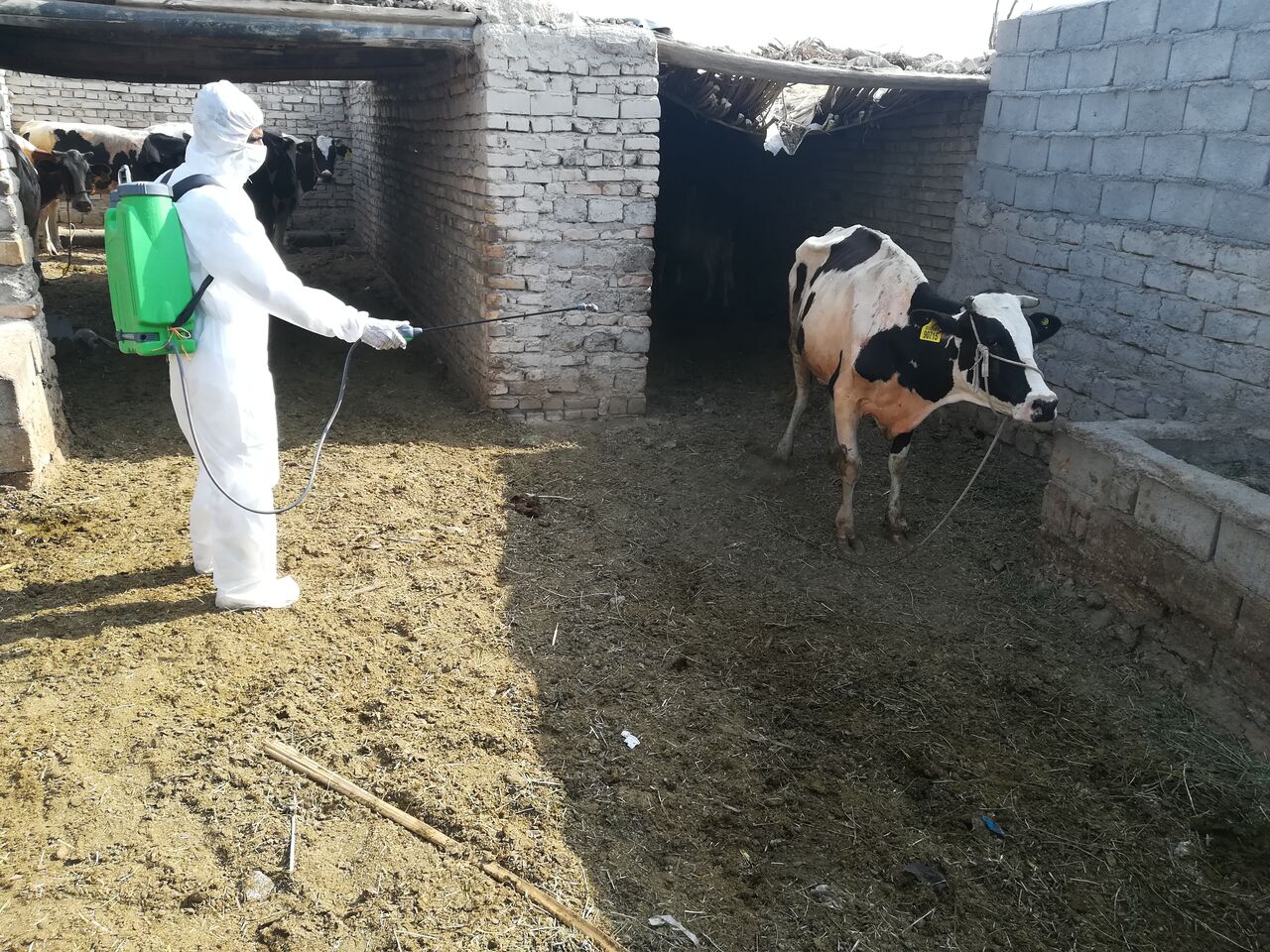 ٣٢۶ هزار راس دام در ایرانشهر امسال واکسینه شدند 