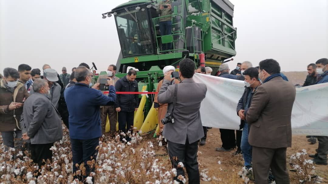  برداشت پنبه در البرز مکانیزه شد