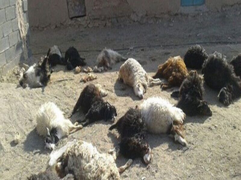 ۵۰ راس گوسفند براثر سیلاب در شوشتر تلف شدند
