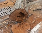 شهردار منطقه ۳ شیراز:‌ درخت قطع شده برای شهروندان خطرآفرین بود