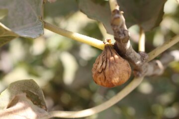 کوچه باغ راه میان جوب سمنان