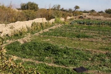 کوچه باغ راه میان جوب سمنان