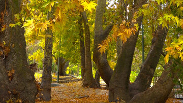 L’automne pluvieux de la cascade de Yassudj