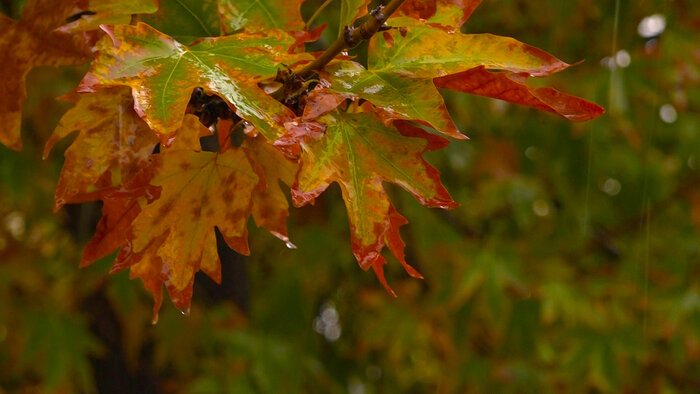 کم بارانی و بازار کساد کشت پاییزه در کهگیلویه و بویراحمد