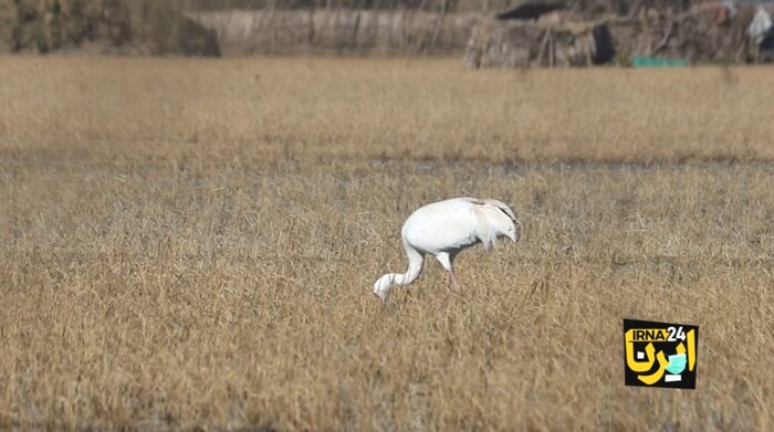 درنای بلژیکی در انتظار جابجایی/ رویا طاقت گرمای "اجاکله" را ندارد