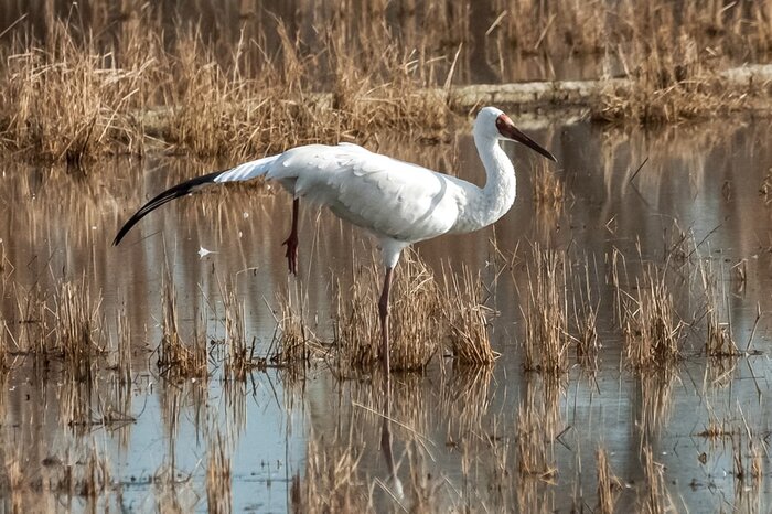 درنای بلژیکی در انتظار جابجایی/ رویا طاقت گرمای "اجاکله" را ندارد