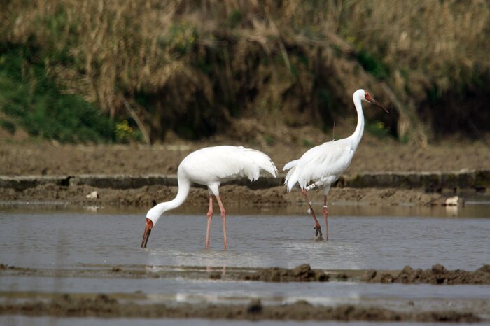 سرابِ امید در قلبِ تالاب فریدونکنار